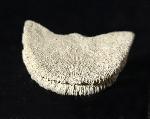 Diploctenium subcirulare MILNE-EDWARDS & HAIME 1848 - Bild © FossNet FossilienStore